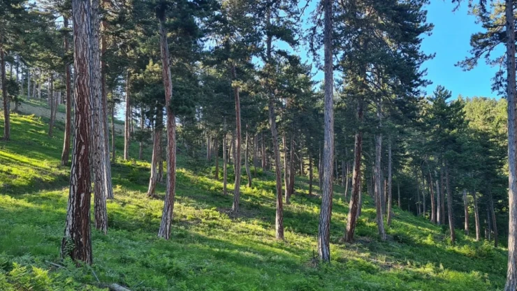 Daday ormanları gençleşiyor