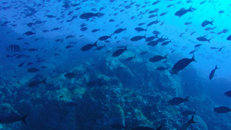 Deniz ve tatlı su balıkları korunacak