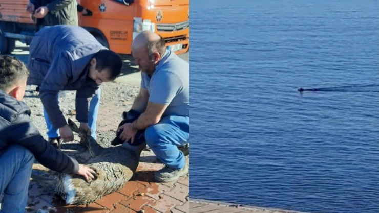 Denize Düşen Karaca Yeniden Doğaya Salındı
