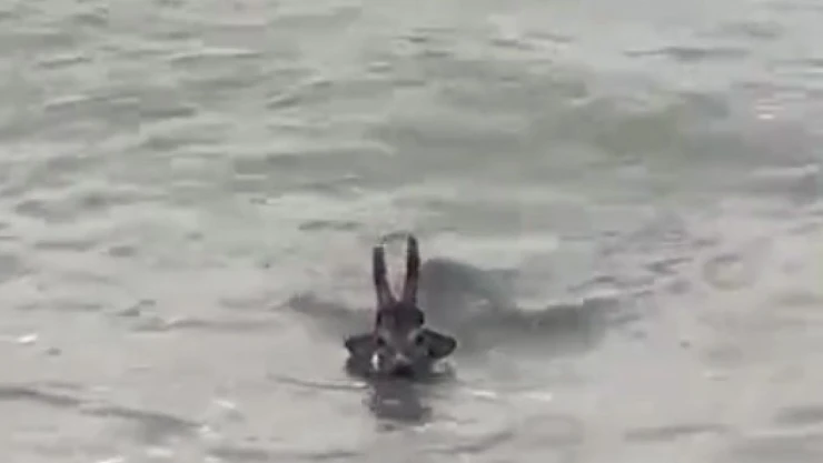 Denize Düşen Karacayı Vatandaşlar Kurtardı