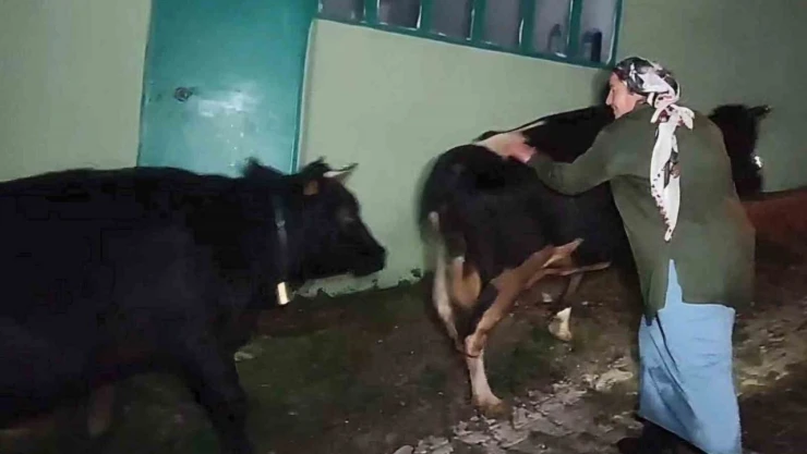 Dere Suyu Yükseldi, Hayvanlar 2.5 Saatlik Operasyonla Kurtarıldı