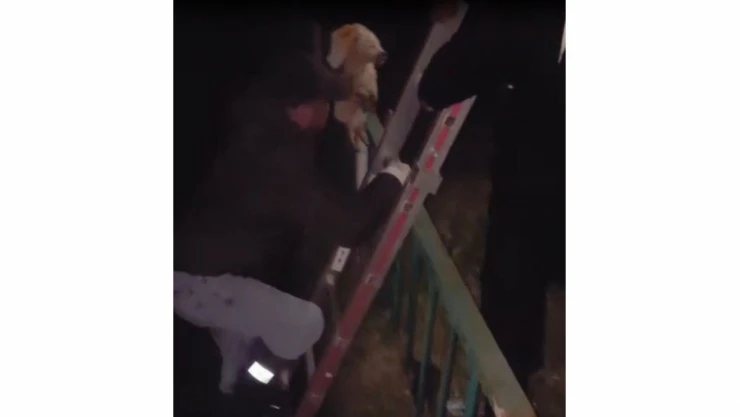 Dereye düşen yavru köpek itfaiye ekiplerince kurtarıldı