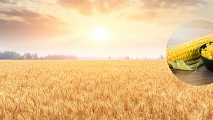 Destek Ödemeleri Hesaplara Aktarıldı