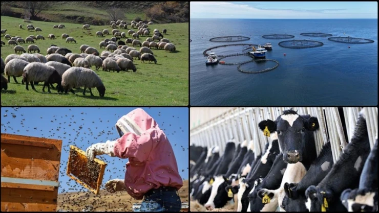 Destekleme Miktarlarında Artışa Gidildi