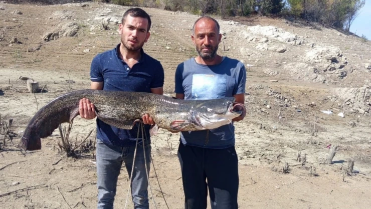 Dev Yayın Balığı Yakaladılar