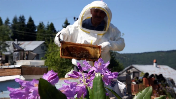 Doğanın Gizemli Lezzeti Deli Bal