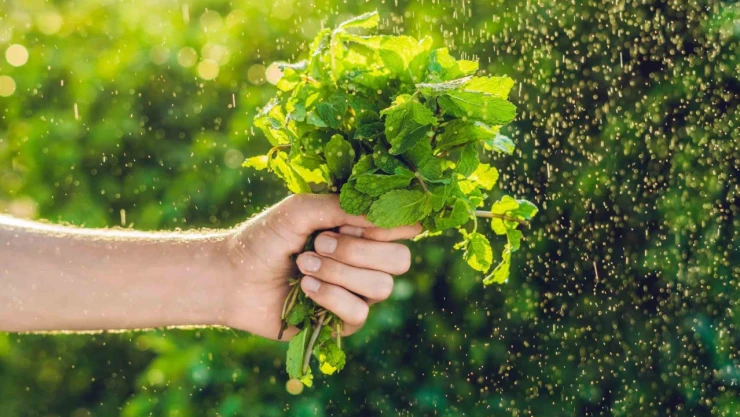 Doğanın Mucizevi Hediyesi: Hem Rahatlatıyor Hem Huzur Veriyor