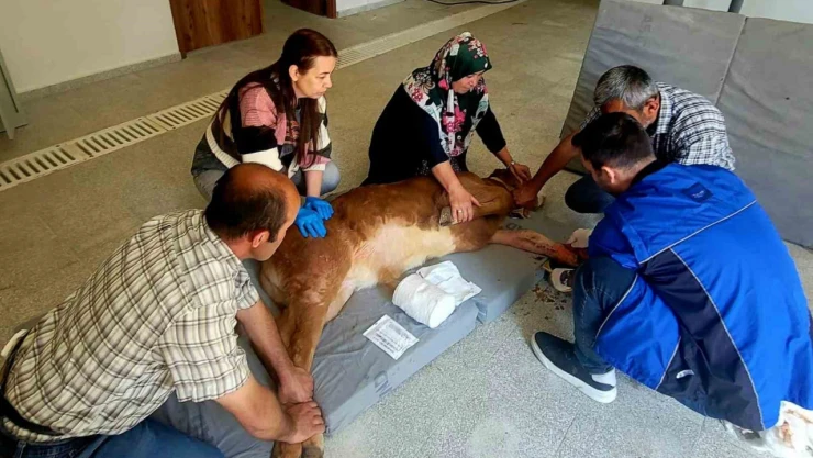 Buzağı, Başarılı Ameliyatla Hayata Tutundu