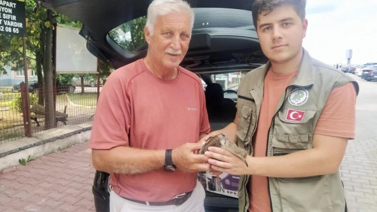 Dövüşkenkuş tedavi altına alındı