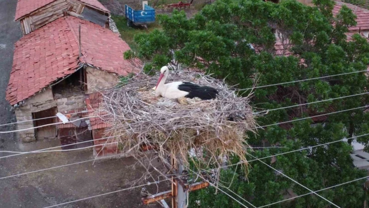 Dronu Gören Leylek Yumurtalarını Saklamaya Çalıştı