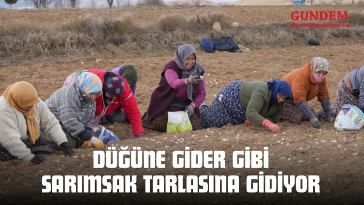 Düğüne Gider Gibi Sarımsak Tarlasına Gidiyor