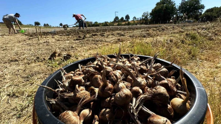 Dünyanın En Pahallı Baharatı Safran Toprakla Buluşuyor