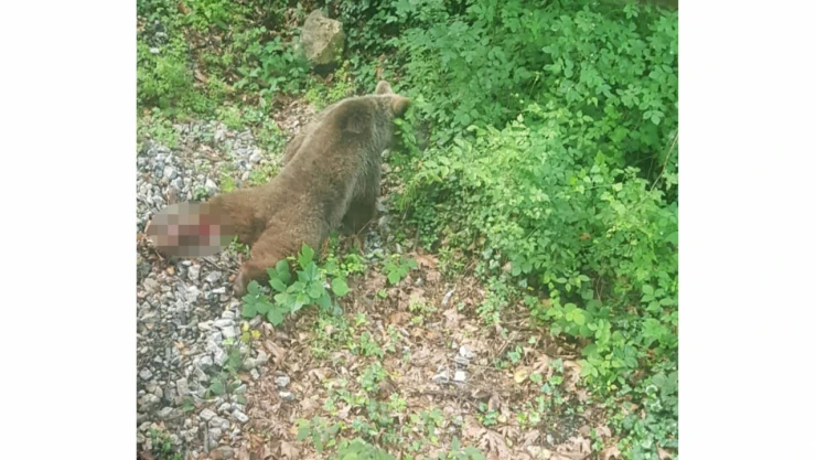 Ekipler tren çarpan ayıyı arıyor