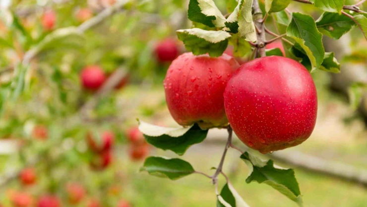 Elma Yerken Bir Kez Daha Düşünün