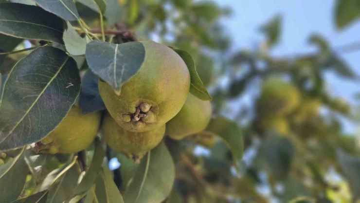 Emekli Madenci Armut Bahçesinden 80 Tonluk Hasat Bekliyor