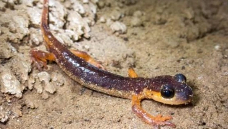 Endemik Canlılar Keşfedildi