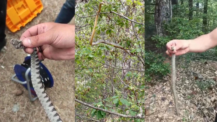 Engerek Yılanı Görüntülendi