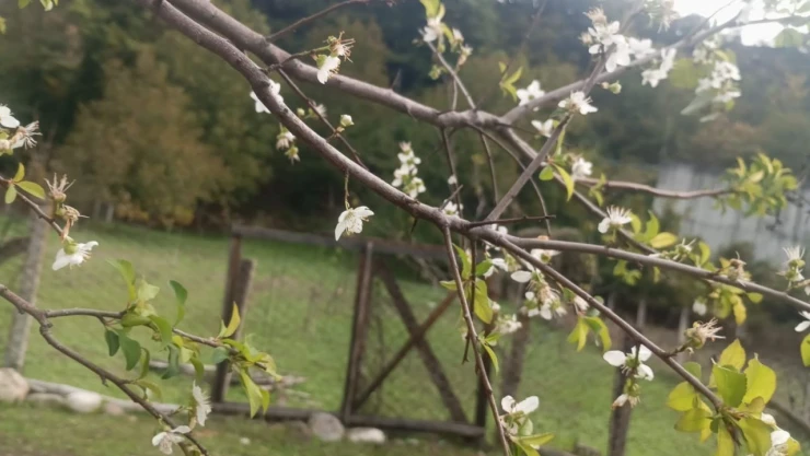 Erik Ağacı Ekim Ayında Çiçek Açtı