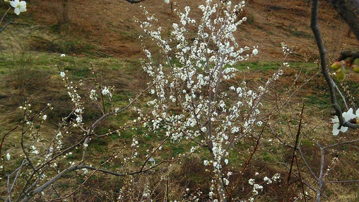 Erik ağaçları yalancı bahara aldandı