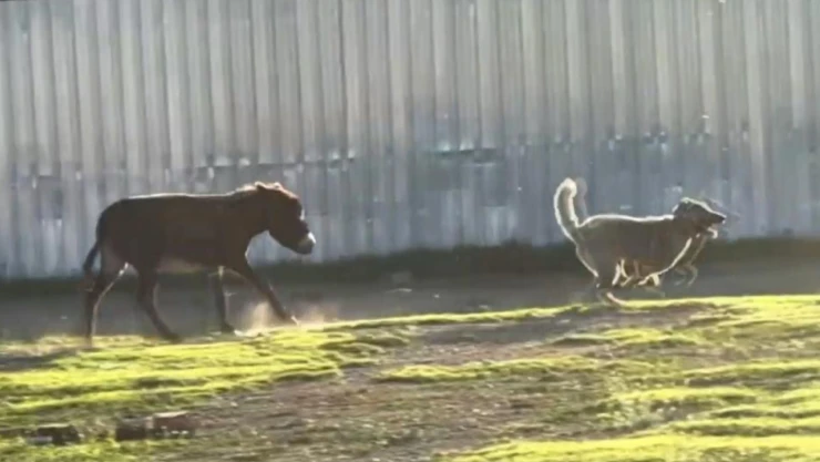 Eşeğin köpeği kovalaması sosyal medyada viral oldu