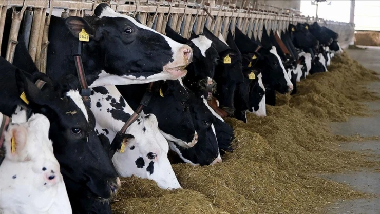 Et Ve Süt Üretiminde Arz Sıkıntısı Beklenmiyor