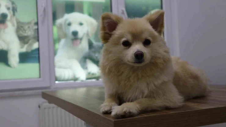 Evcil Hayvan Sahiplerine Uyarı!