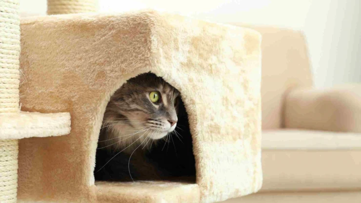 Evcil Hayvanınız Evde Üşüyor Olabilir!