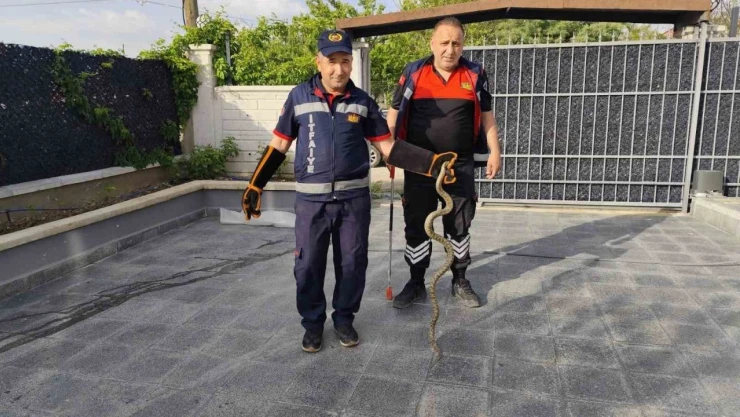 Eve Giren Yılan İtfaiye Ekiplerini Seferber Etti