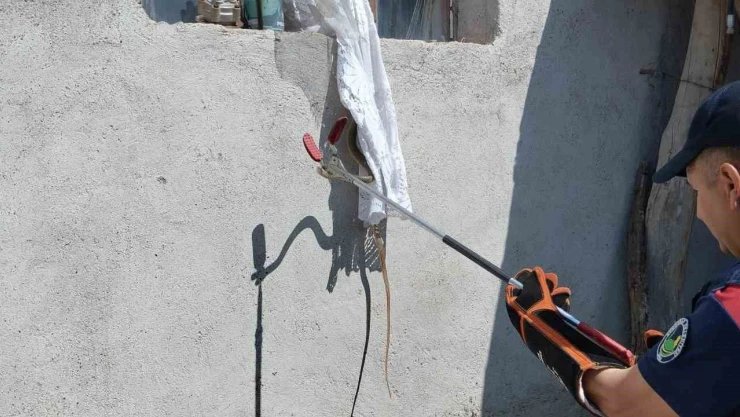 Eve Giren Yılan İtfaiye Tarafından Yakalandı