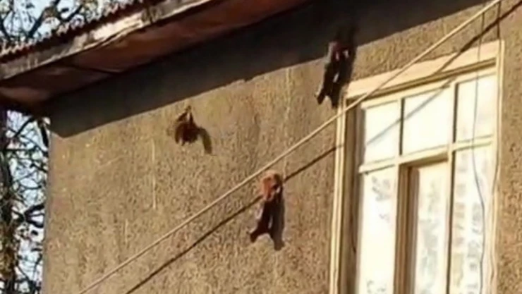 Evin Duvarında Sincaplar Görüntülendi