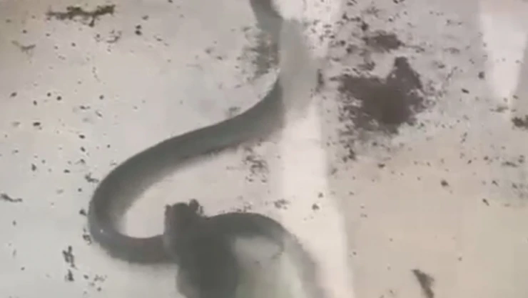 Fare İle Yılanın Kavgası Kamerada