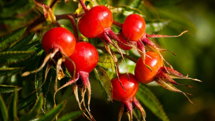 Faydalarını Duyunca Şaşıracaksınız!