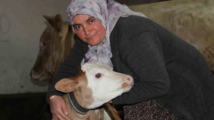 Fedakar Anne: 'Hayvanlarını Besleyip Ailesine Destek Oluyor'