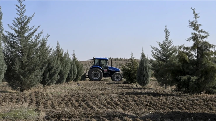 Fidanlar Ağaca Dönüştü