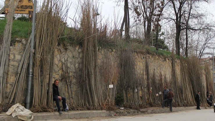 Fidanlar satışa çıktı