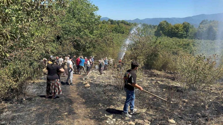 Fındık Bahçesinde Temizlerken Bir Dönüm Alan Zarar Gördü