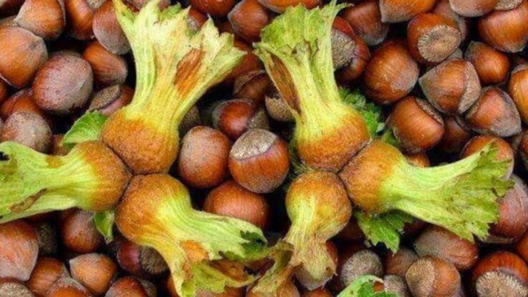 Fındık rekoltesi düştü