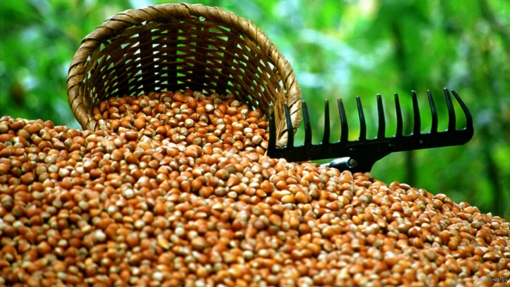 Fındıktan 2 Milyar Dolara Yakın Döviz Girdisi Sağlandı