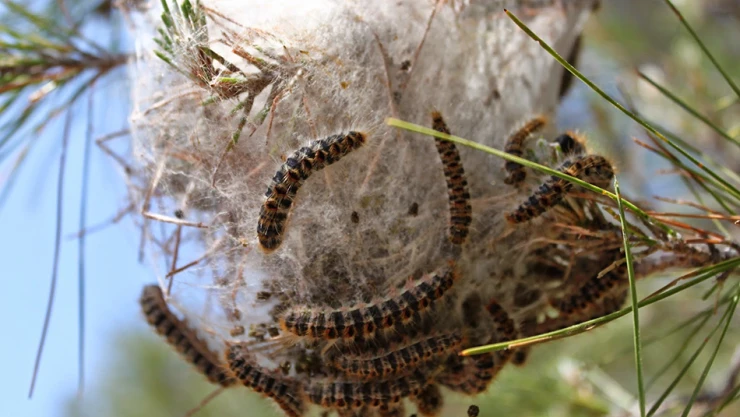 Firmaların suistimali düzenlemeyi etkisiz kıldı