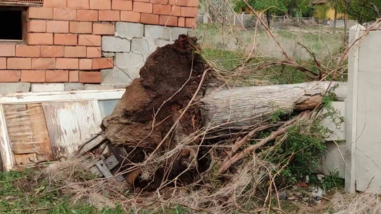 Fırtına Asırlık Dev Ceviz Ağacını Söktü