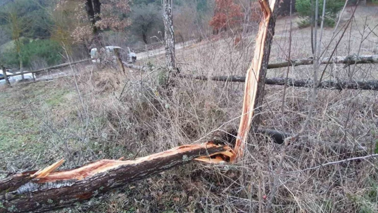 Fırtına Etkisiyle Onlarca Ağaç Devrildi