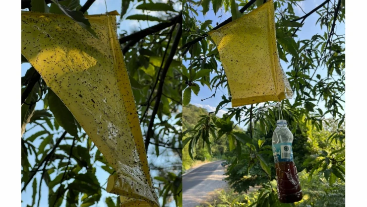Gal Arısı İle Mücadele Devam Ediyor