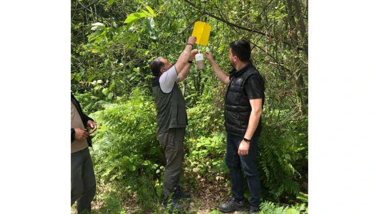 Gal Arısı ile mücadele sürüyor