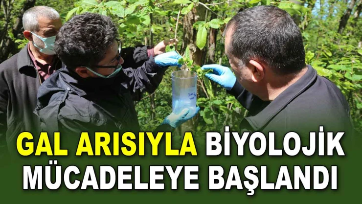 Gal Arısıyla Biyolojik Mücadeleye Başlandı
