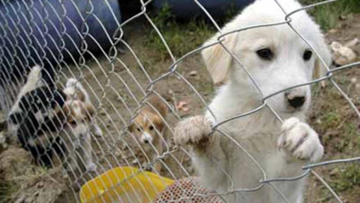 Geçici Hayvan Bakım Evi kışa hazır