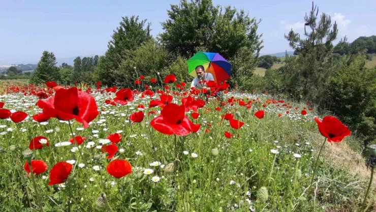 Gelincik Ve Papatya Tarlası Görsel Şölen Sunuyor