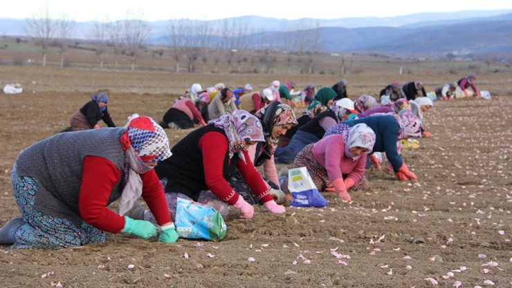 Genci yaşlısı sarımsak tarlasında emek veriyor