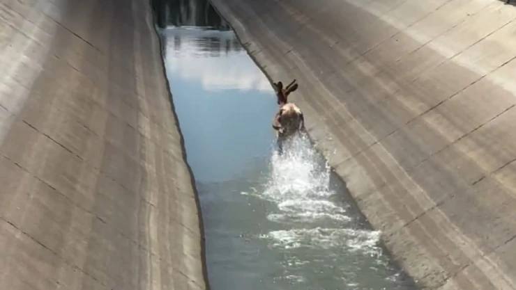 Geyik Su Kanalına Düştü
