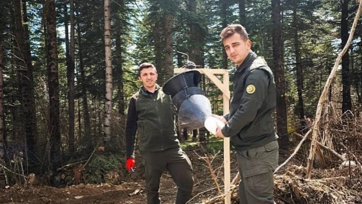 Göknar Kabuk Böceğiyle Mücadele