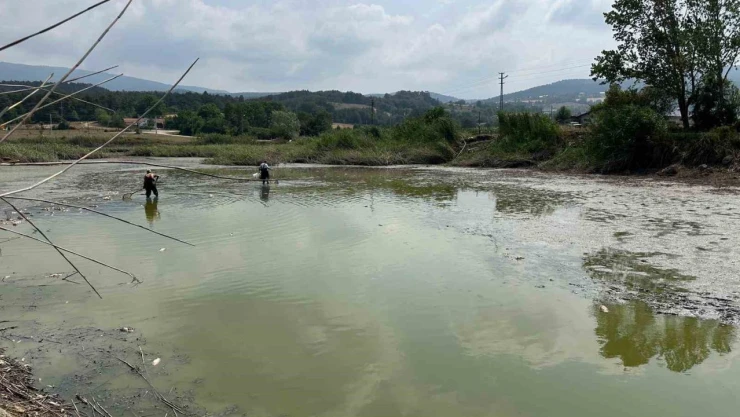 Gölette Can Çekişen Onlarca Balık Kurtarıldı